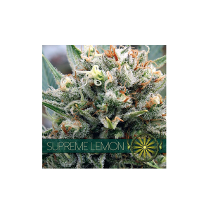 Vision Seeds Supreme Lemon 4 zaadjes